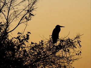 Preview wallpaper bird, branches, leaves, silhouettes, twilight, dark