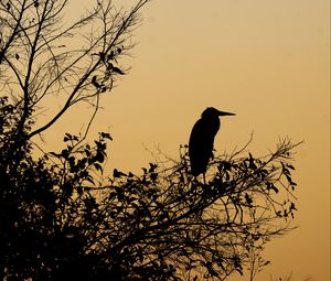 Preview wallpaper bird, branches, leaves, silhouettes, twilight, dark