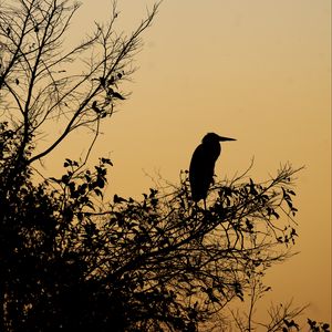 Preview wallpaper bird, branches, leaves, silhouettes, twilight, dark