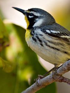 Preview wallpaper bird, branches, leaves, beak