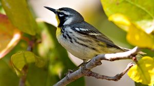 Preview wallpaper bird, branches, leaves, beak