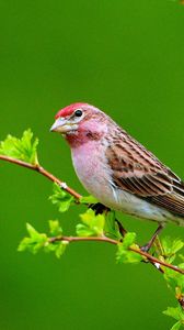 Preview wallpaper bird, branches, leaves, sit