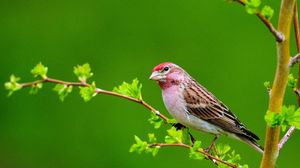 Preview wallpaper bird, branches, leaves, sit