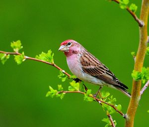 Preview wallpaper bird, branches, leaves, sit