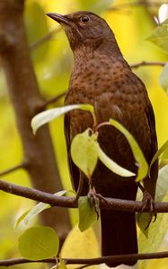 Preview wallpaper bird, branches, leaves, waiting