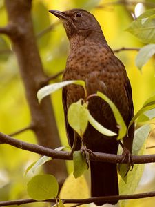 Preview wallpaper bird, branches, leaves, waiting