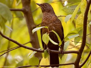 Preview wallpaper bird, branches, leaves, waiting