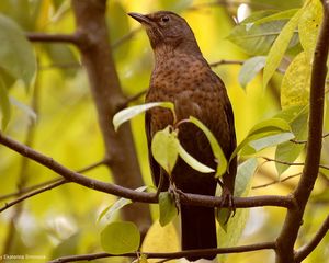 Preview wallpaper bird, branches, leaves, waiting