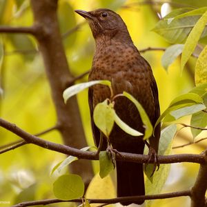 Preview wallpaper bird, branches, leaves, waiting