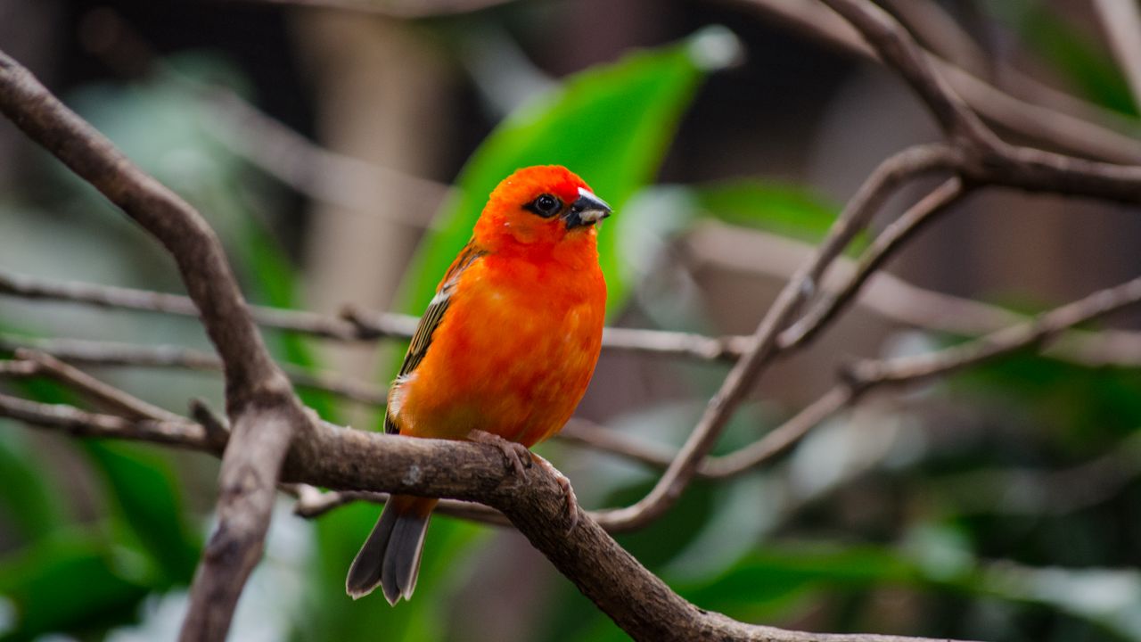 Wallpaper bird, branches, nature, red, orange