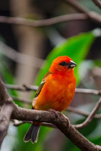 Preview wallpaper bird, branches, nature, red, orange