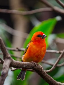 Preview wallpaper bird, branches, nature, red, orange