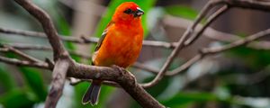 Preview wallpaper bird, branches, nature, red, orange