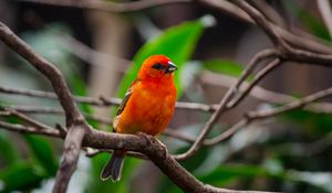 Preview wallpaper bird, branches, nature, red, orange