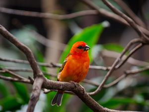 Preview wallpaper bird, branches, nature, red, orange