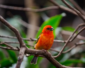 Preview wallpaper bird, branches, nature, red, orange
