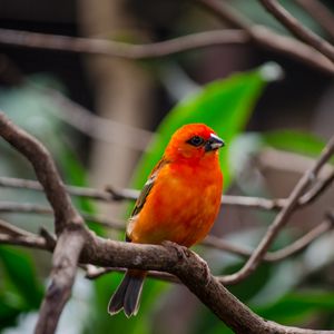 Preview wallpaper bird, branches, nature, red, orange