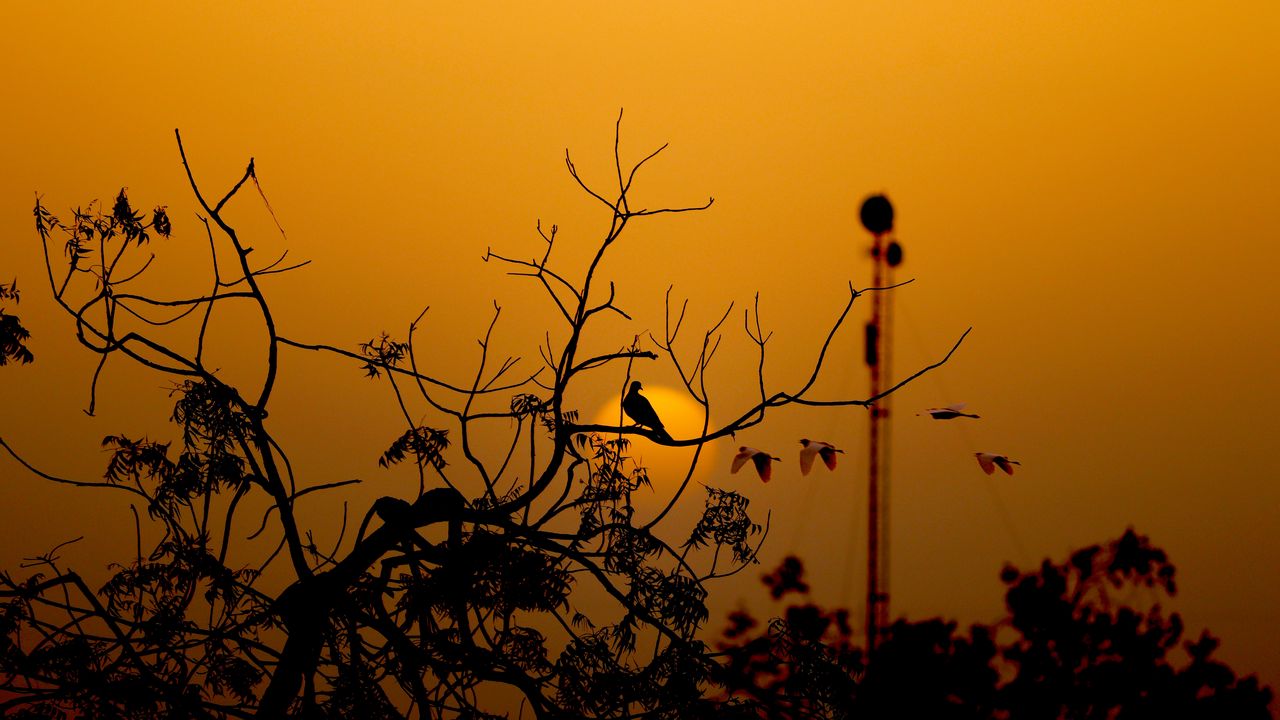Wallpaper bird, branches, silhouette, sunset, sun