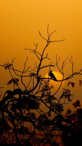 Preview wallpaper bird, branches, silhouette, sunset, sun