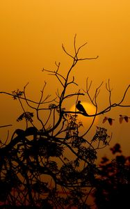 Preview wallpaper bird, branches, silhouette, sunset, sun