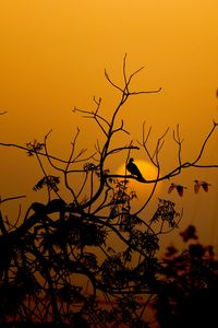 Preview wallpaper bird, branches, silhouette, sunset, sun