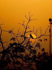Preview wallpaper bird, branches, silhouette, sunset, sun