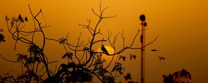 Preview wallpaper bird, branches, silhouette, sunset, sun