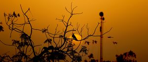 Preview wallpaper bird, branches, silhouette, sunset, sun