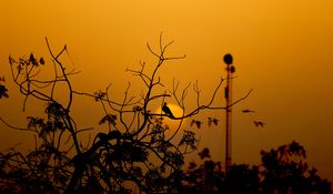 Preview wallpaper bird, branches, silhouette, sunset, sun
