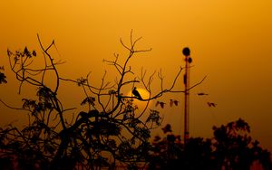 Preview wallpaper bird, branches, silhouette, sunset, sun