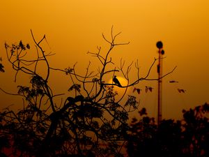Preview wallpaper bird, branches, silhouette, sunset, sun