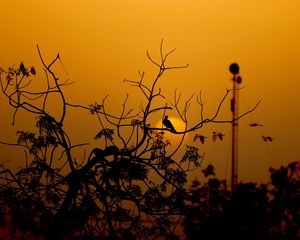 Preview wallpaper bird, branches, silhouette, sunset, sun