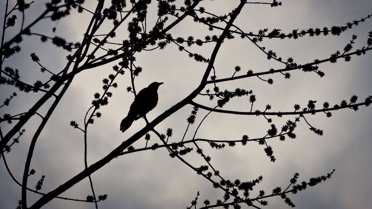 Wallpaper bird, branches, silhouette, sky, dark