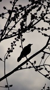 Preview wallpaper bird, branches, silhouette, sky, dark