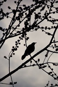 Preview wallpaper bird, branches, silhouette, sky, dark