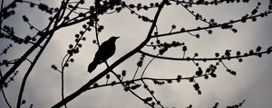 Preview wallpaper bird, branches, silhouette, sky, dark