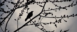 Preview wallpaper bird, branches, silhouette, sky, dark