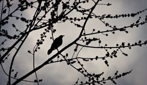 Preview wallpaper bird, branches, silhouette, sky, dark