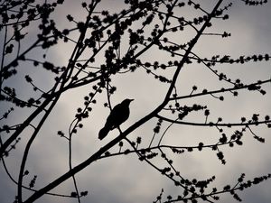 Preview wallpaper bird, branches, silhouette, sky, dark