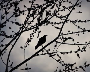 Preview wallpaper bird, branches, silhouette, sky, dark