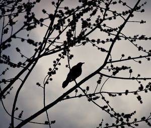 Preview wallpaper bird, branches, silhouette, sky, dark