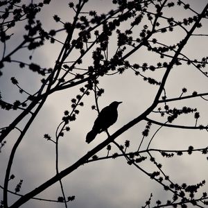 Preview wallpaper bird, branches, silhouette, sky, dark