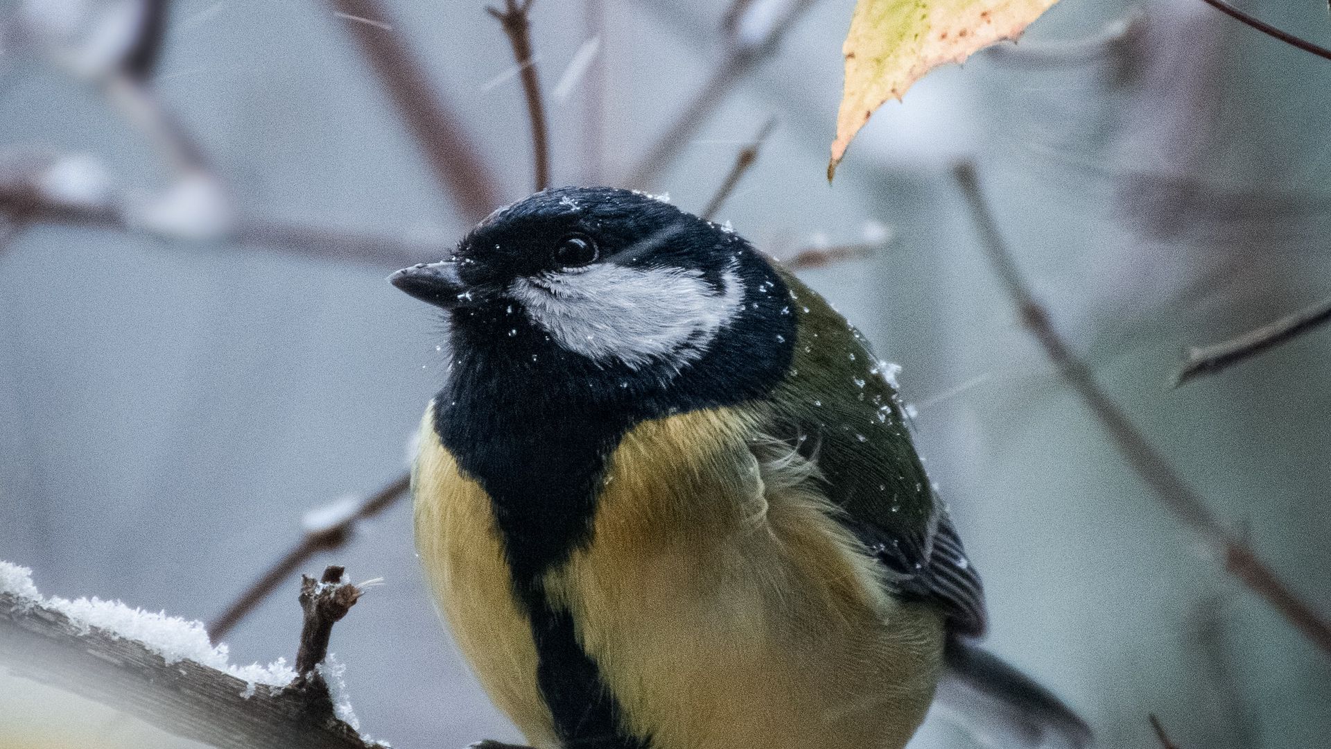 Download wallpaper 1920x1080 chickadee, bird, branches, snow, winter