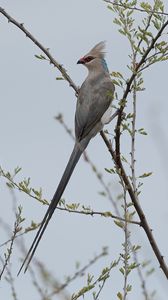 Preview wallpaper bird, branches, tree, sky, fog