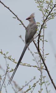 Preview wallpaper bird, branches, tree, sky, fog