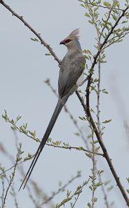 Preview wallpaper bird, branches, tree, sky, fog