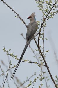 Preview wallpaper bird, branches, tree, sky, fog