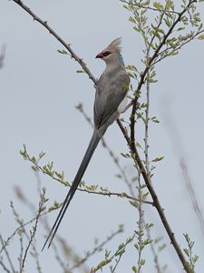 Preview wallpaper bird, branches, tree, sky, fog