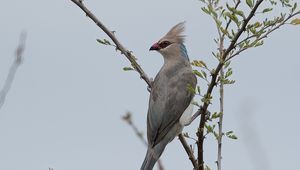 Preview wallpaper bird, branches, tree, sky, fog