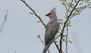 Preview wallpaper bird, branches, tree, sky, fog